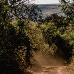 Trilha de terra cercada por vegetação em uma área de floresta em Minas Gerais