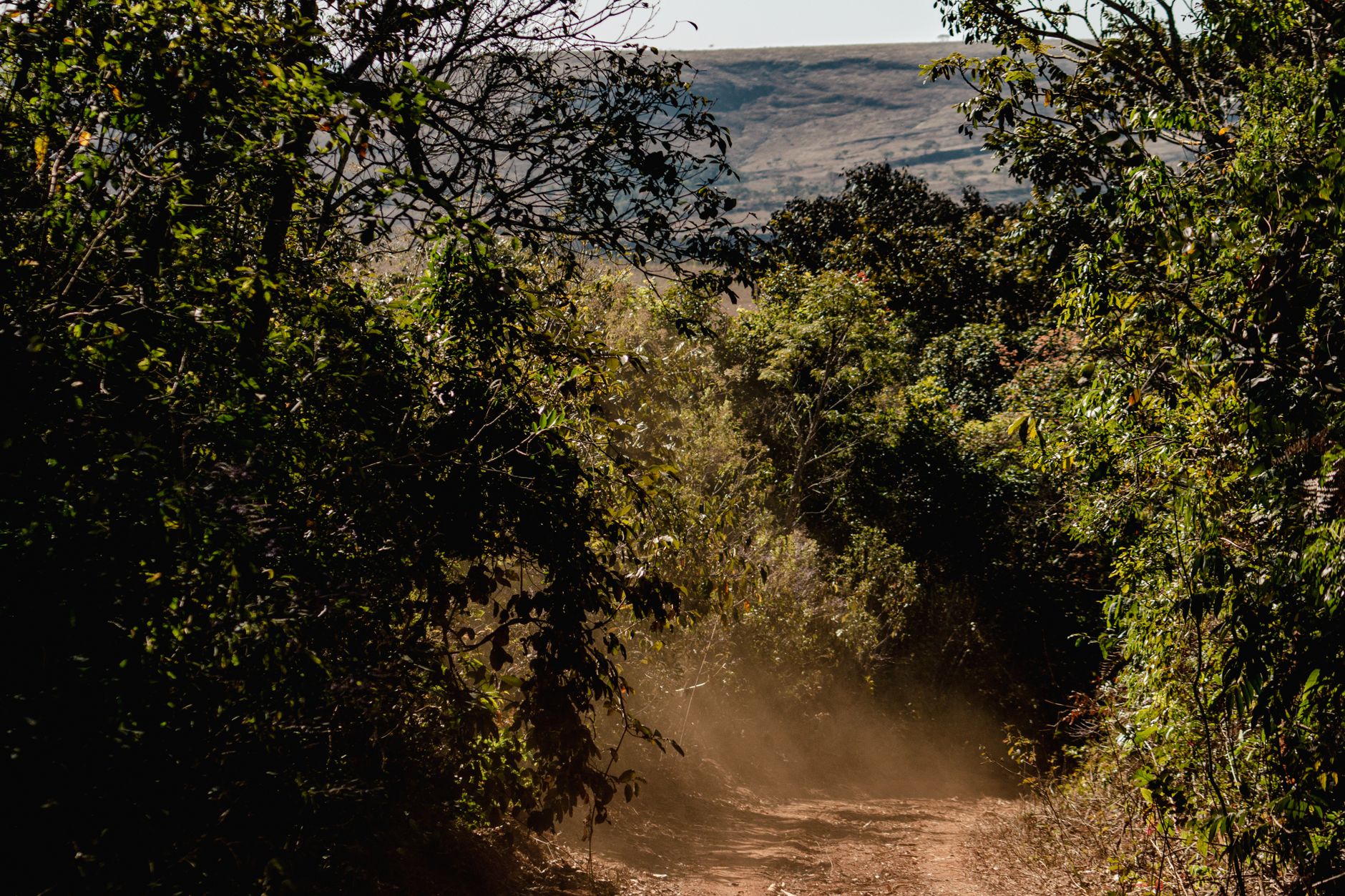 Trilha de terra cercada por vegetação em uma área de floresta em Minas Gerais